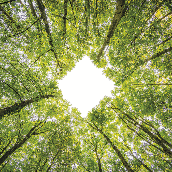 Comprometidos con el medioambiente