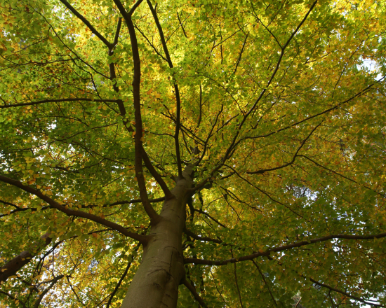 developpement durable