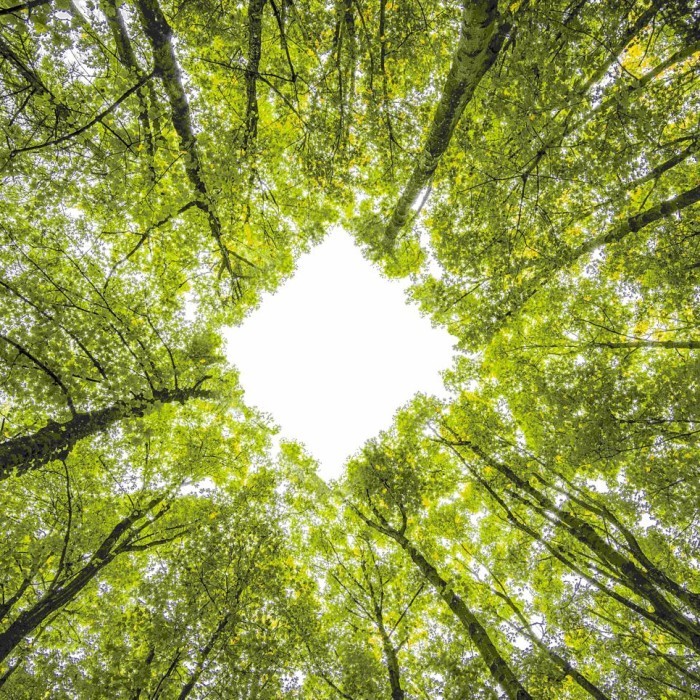 Comprometidos com o ambiente